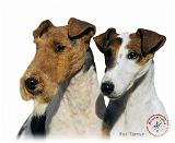Fox Terrier 9T008D-30_2